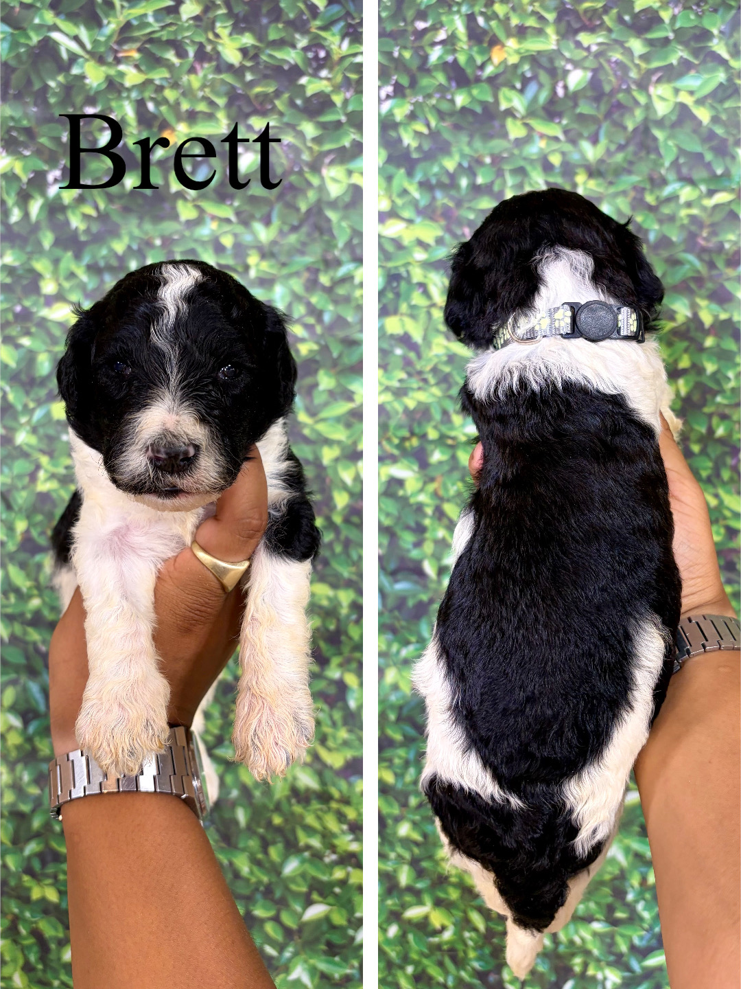 Brett (Grey)  1